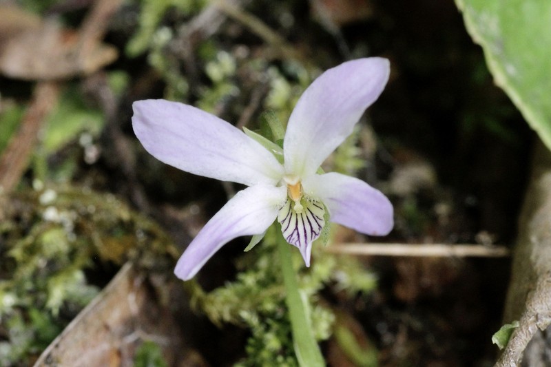 Viola yunnanensis photo 4