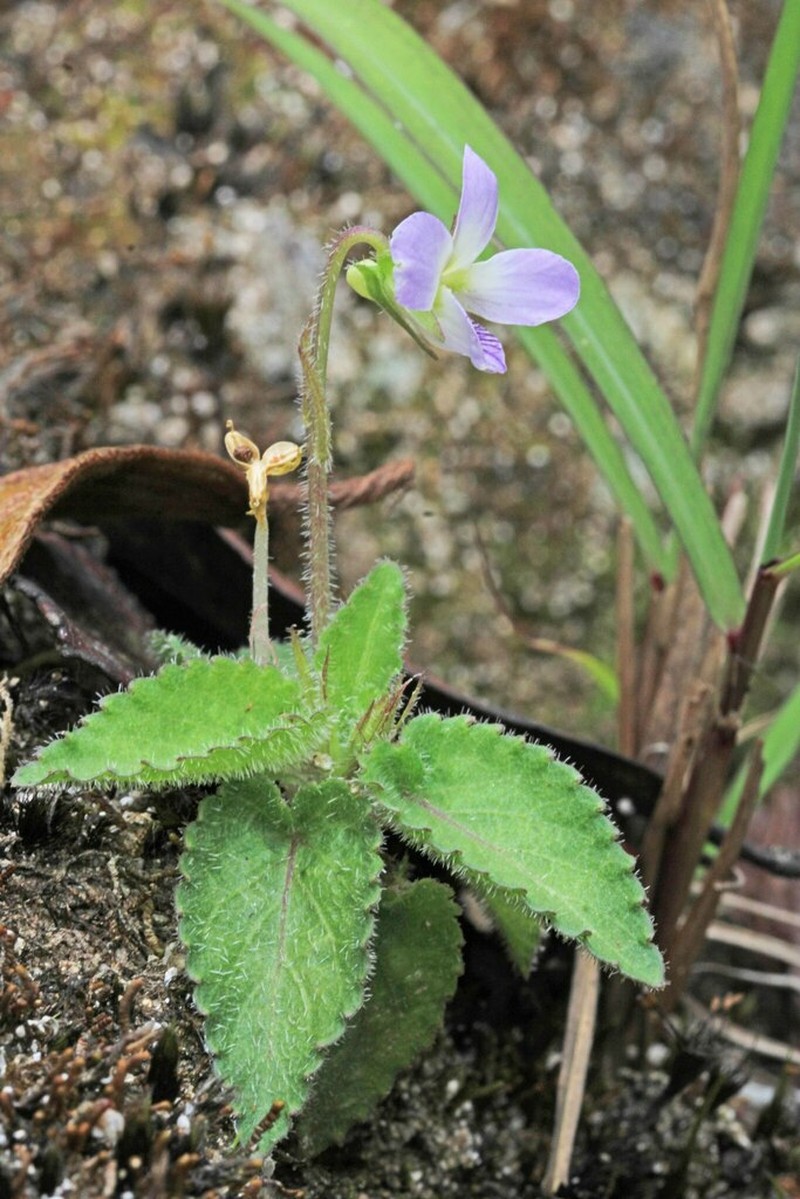 Viola yunnanensis photo 5
