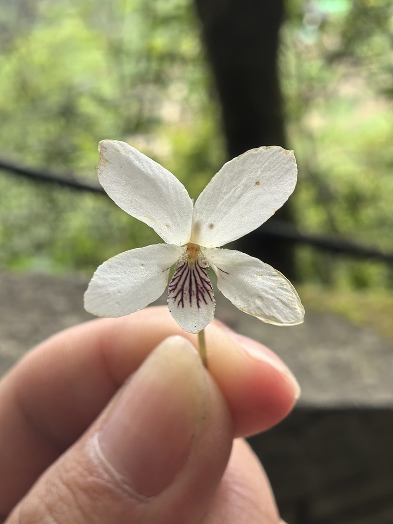 Viola yunnanensis photo 6