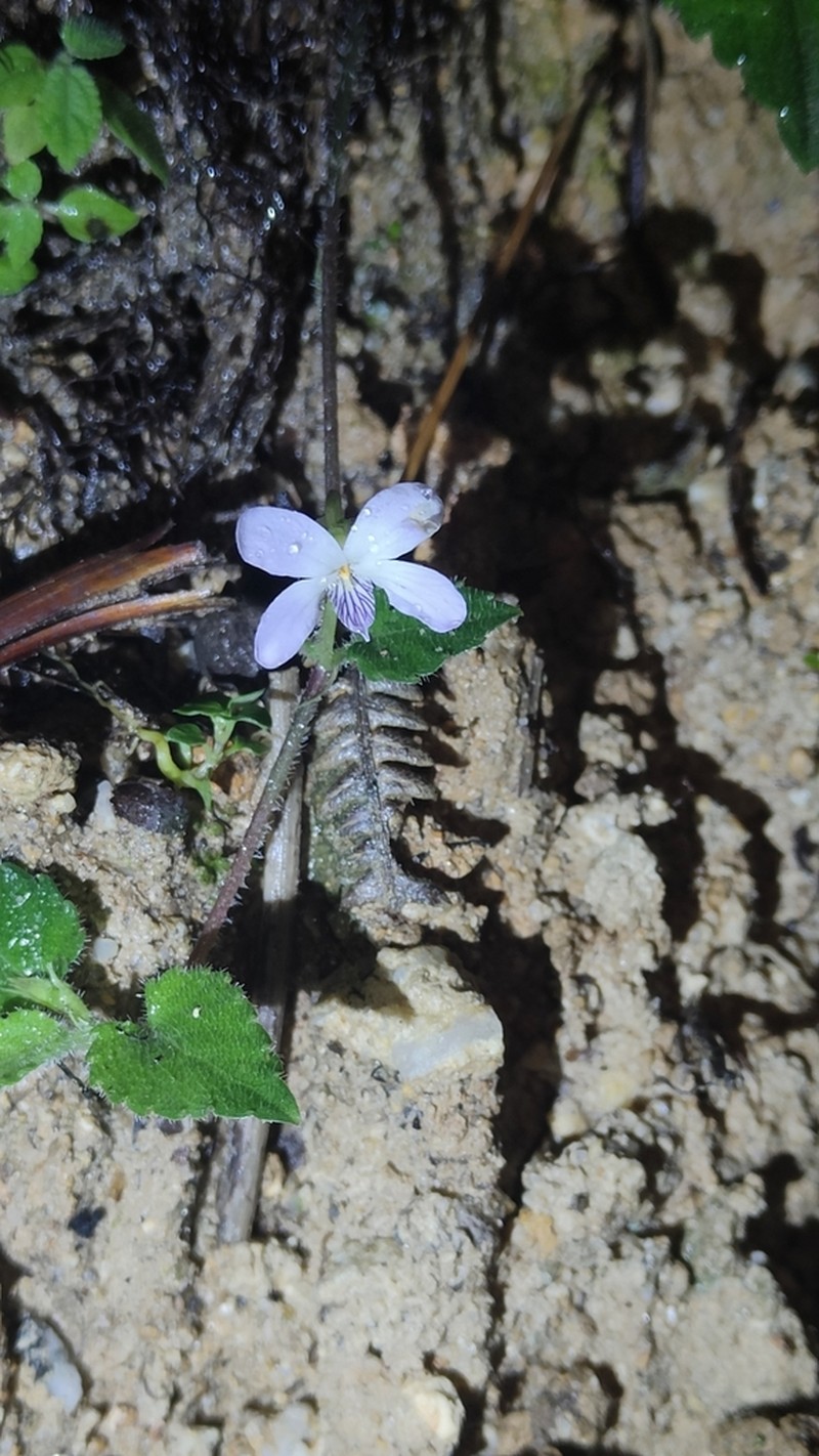 Viola yunnanensis photo 7