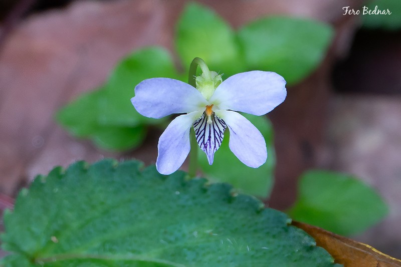 Viola yunnanensis photo 8