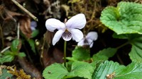 Viola yunnanfuensis