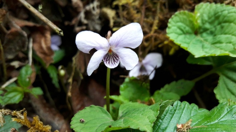 Viola yunnanfuensis