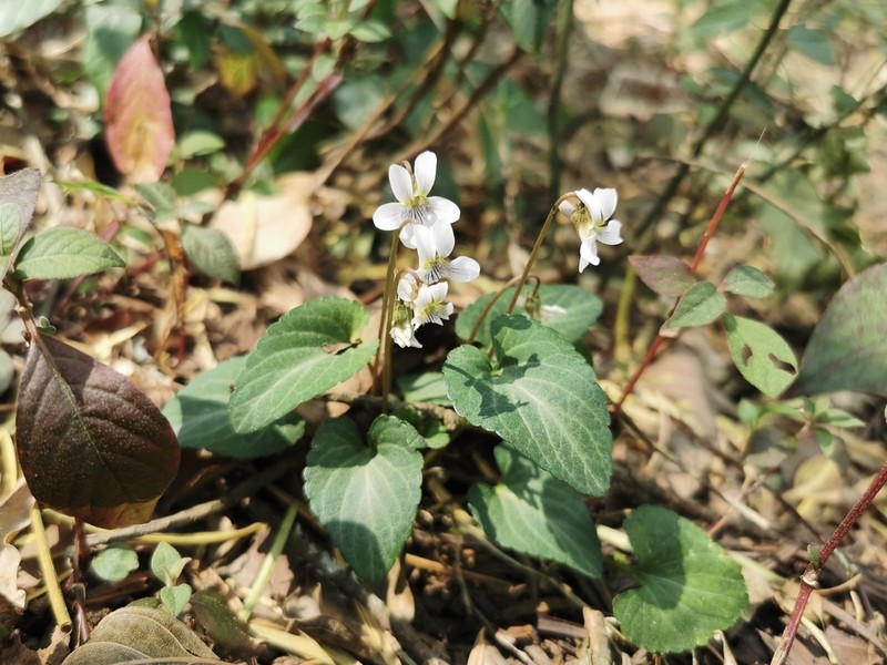 Viola yunnanfuensis photo 2