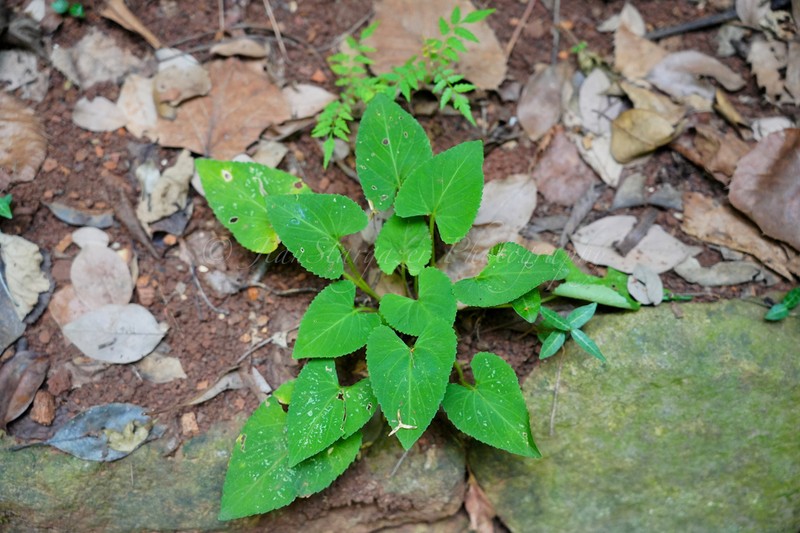 Viola yunnanfuensis photo 3