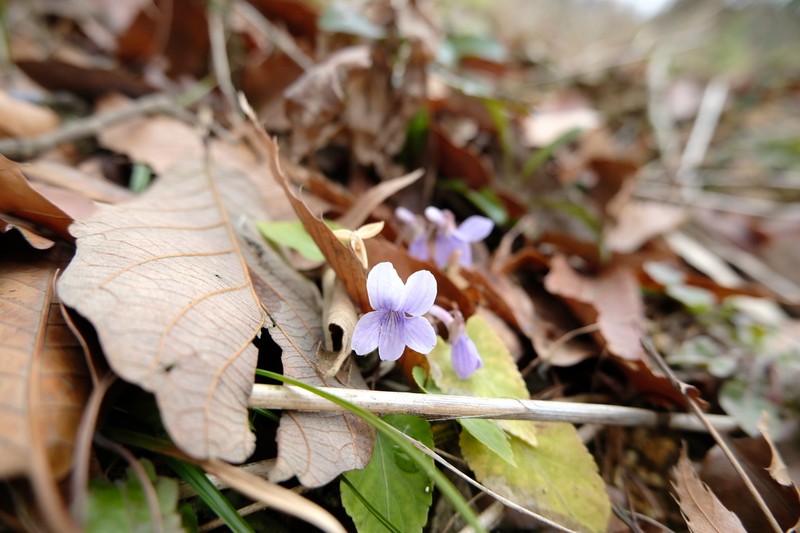 Viola yunnanfuensis photo 4