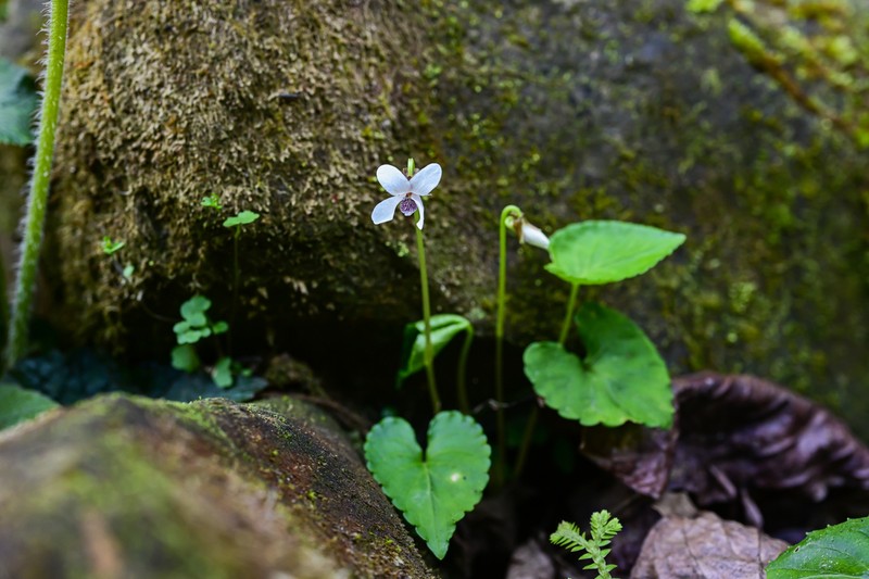 Viola yunnanfuensis photo 5