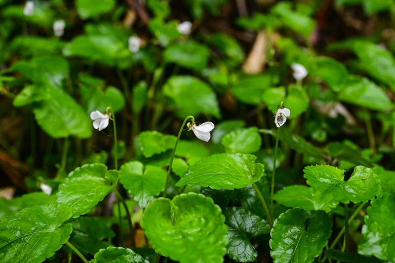 Viola yunnanfuensis photo 6