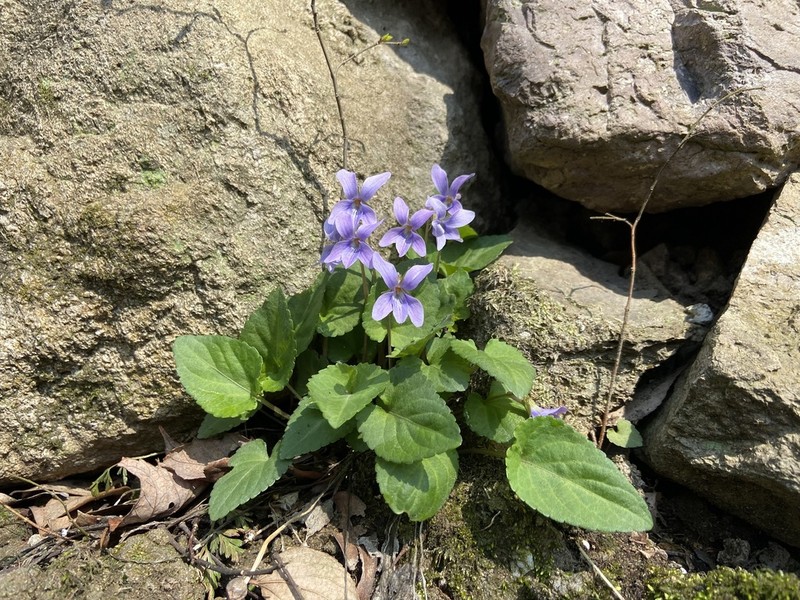Viola yunnanfuensis photo 7