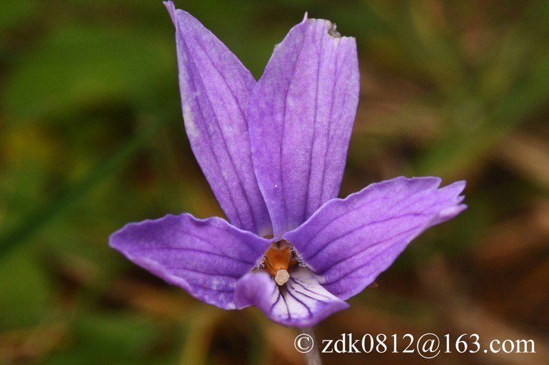 Viola yunnanfuensis photo 8
