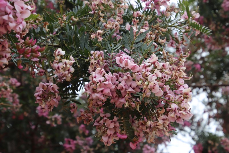 Keurboom