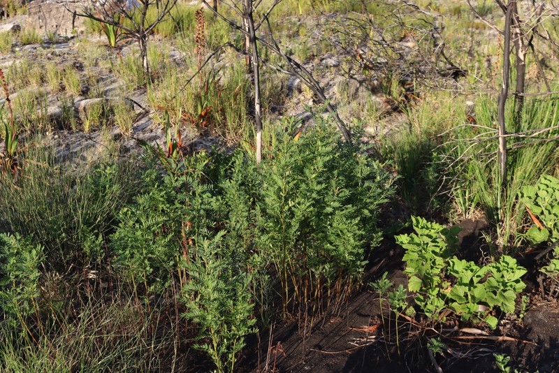 Virgilia oroboides subsp. oroboides