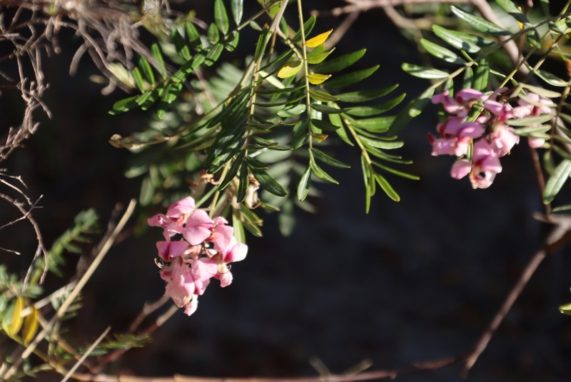 Virgilia oroboides subsp. oroboides photo 2