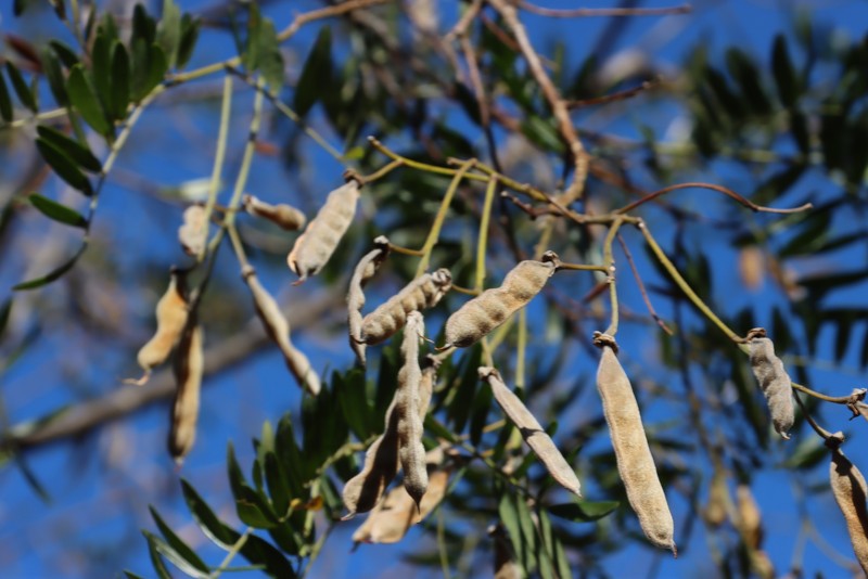 Virgilia oroboides subsp. oroboides photo 3