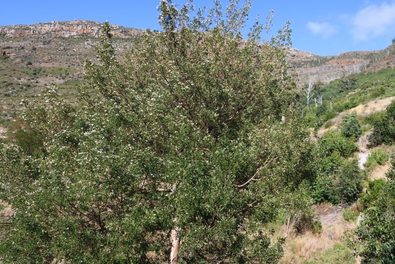 Virgilia oroboides subsp. oroboides photo 4