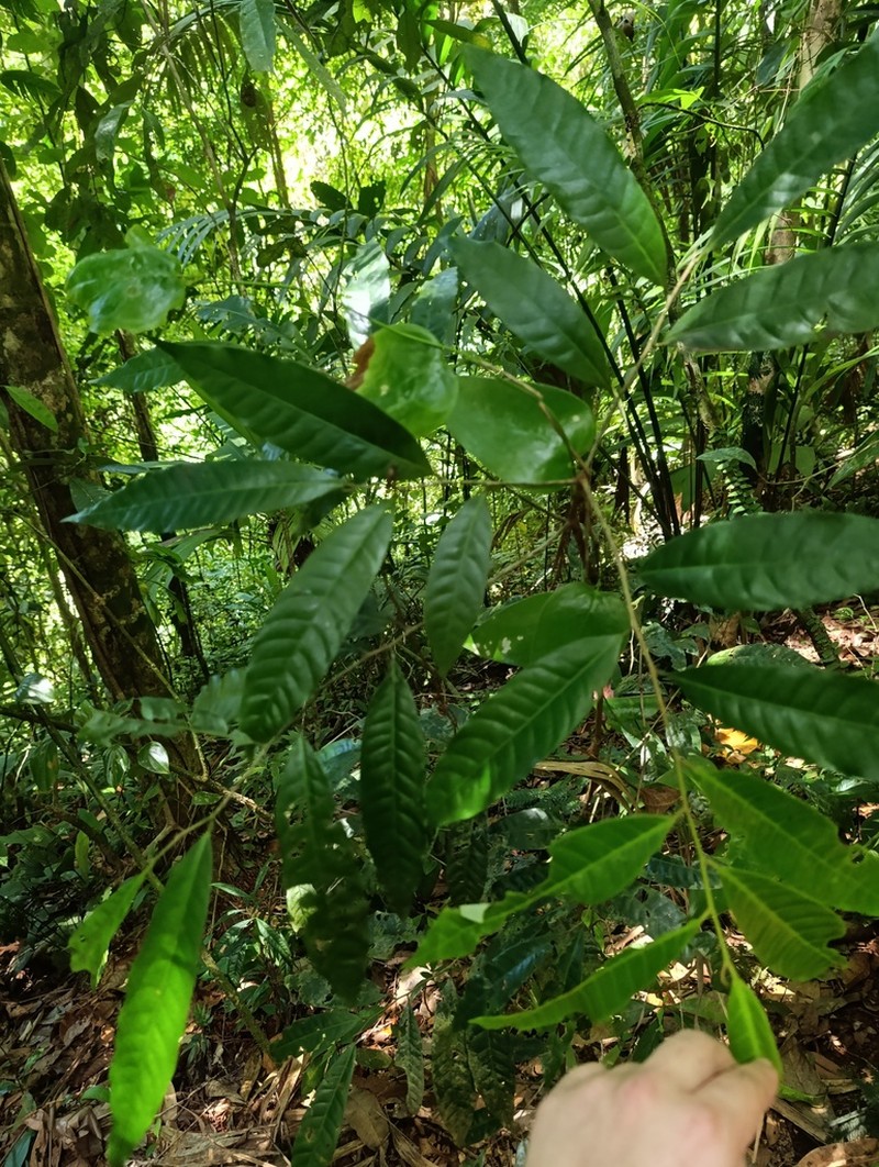 Virola allenii