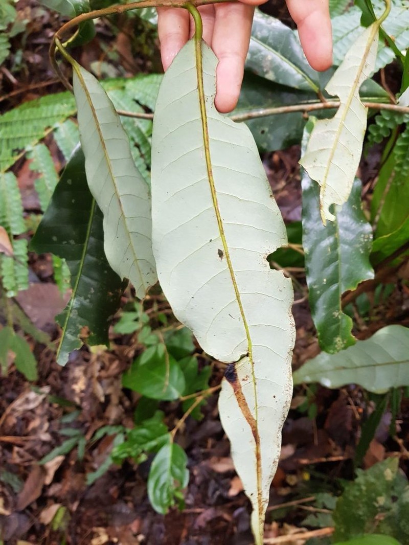 Virola allenii photo 2