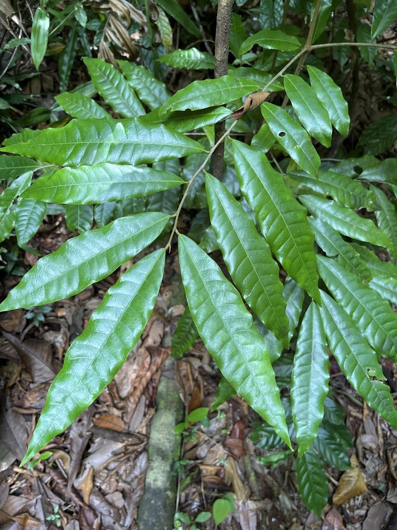 Virola allenii photo 6