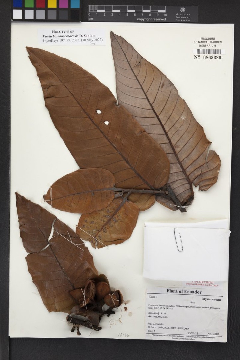 Virola bombuscaroensis