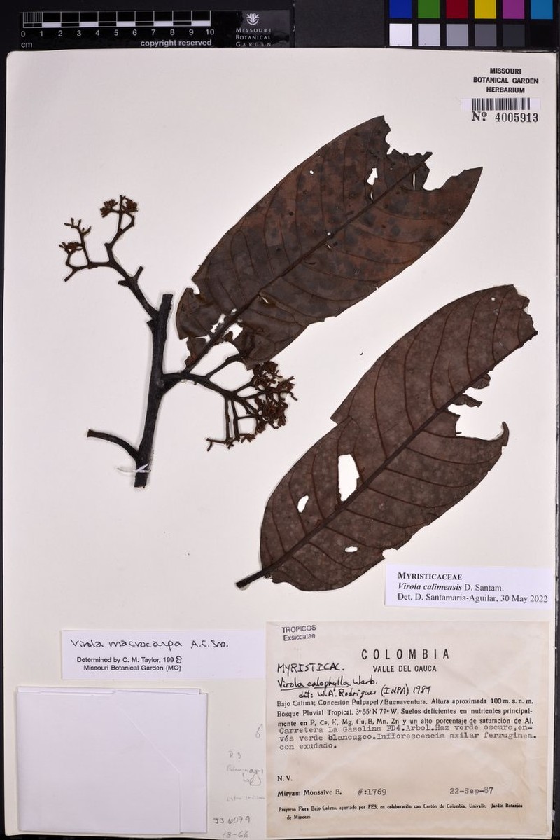 Virola calimensis