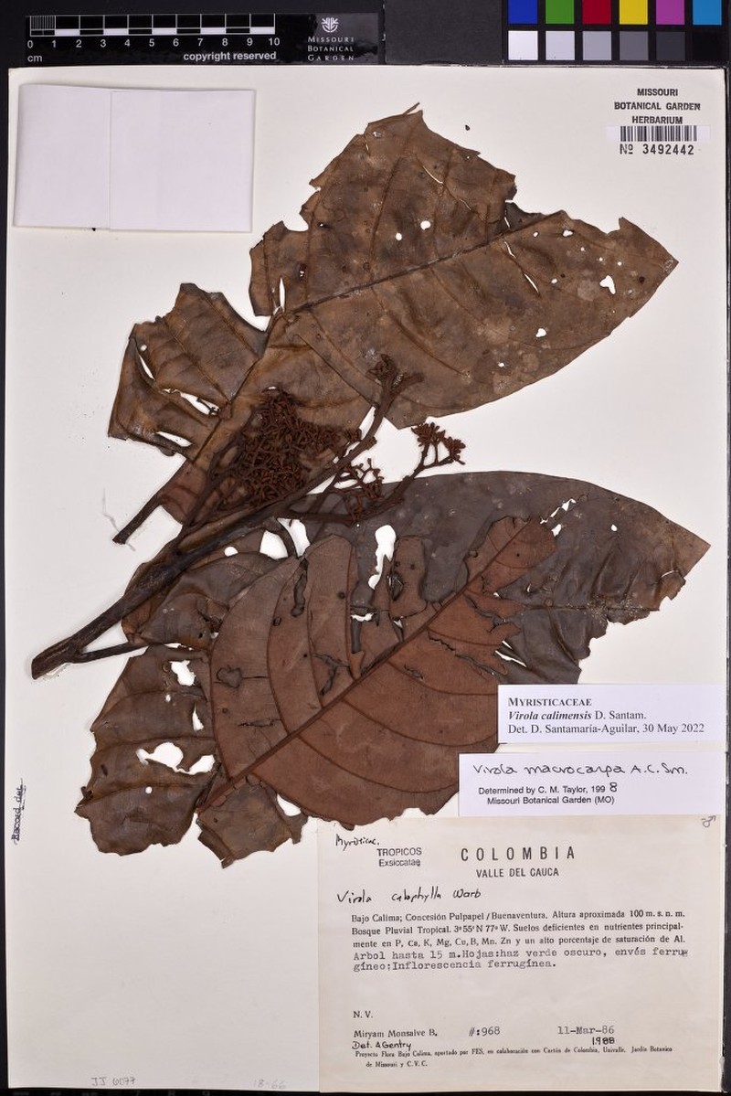 Virola calimensis photo 2