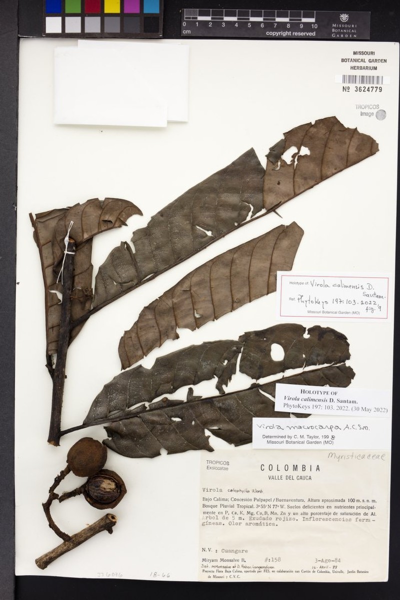Virola calimensis photo 3