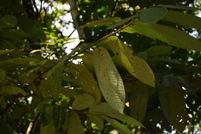 Virola chrysocarpa