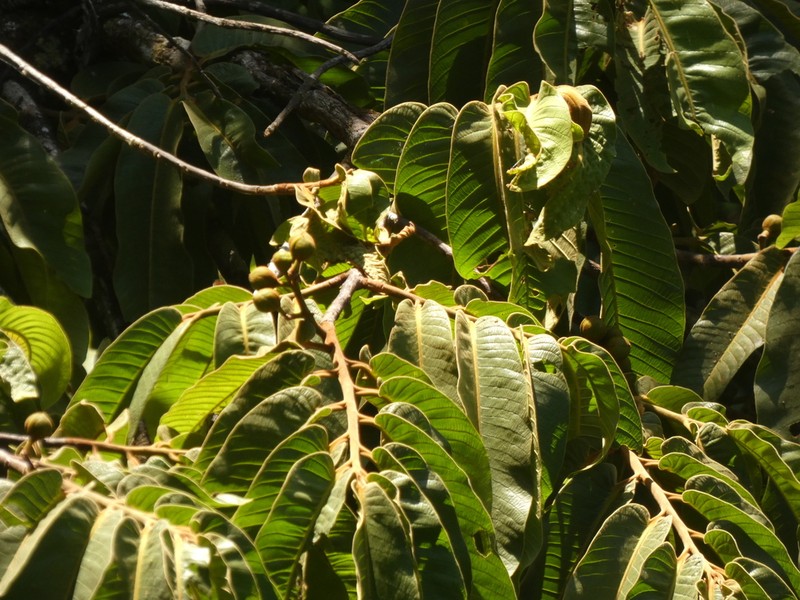Virola chrysocarpa photo 2