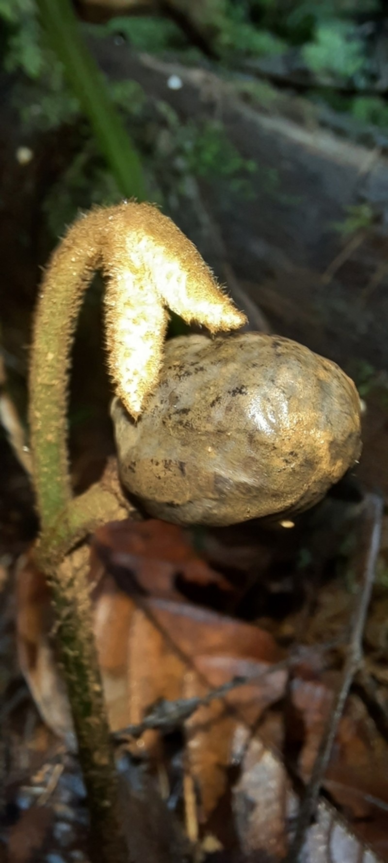Virola chrysocarpa photo 3