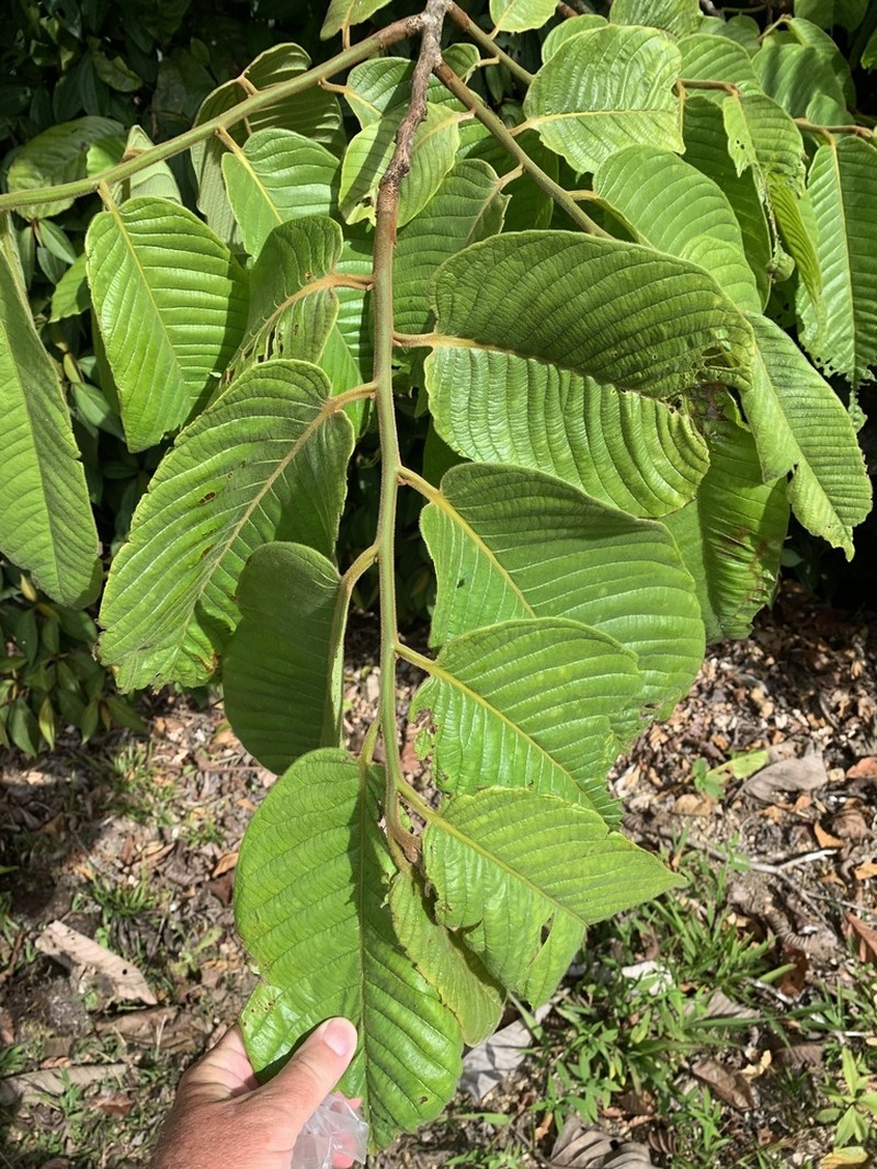 Virola chrysocarpa photo 4