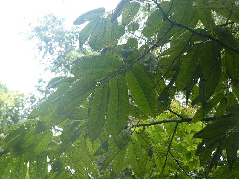 Virola chrysocarpa photo 5