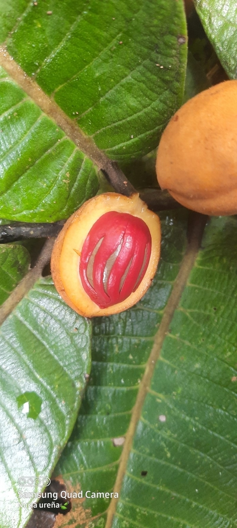 Virola chrysocarpa photo 6