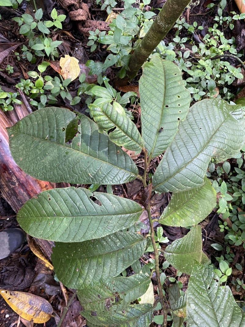 Virola chrysocarpa photo 7