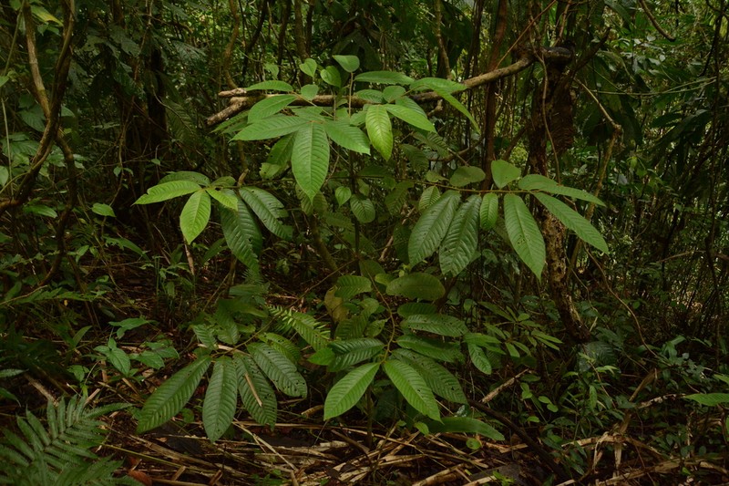 Virola chrysocarpa photo 8