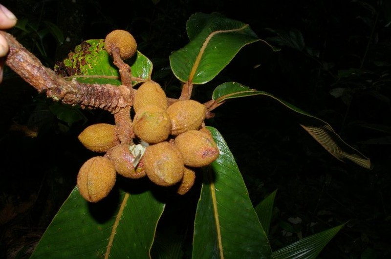 Virola cumala