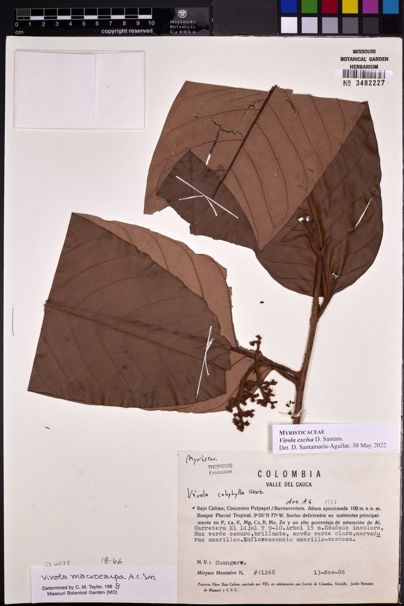 Virola excisa