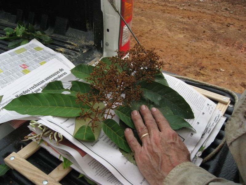 Virola otobifolia