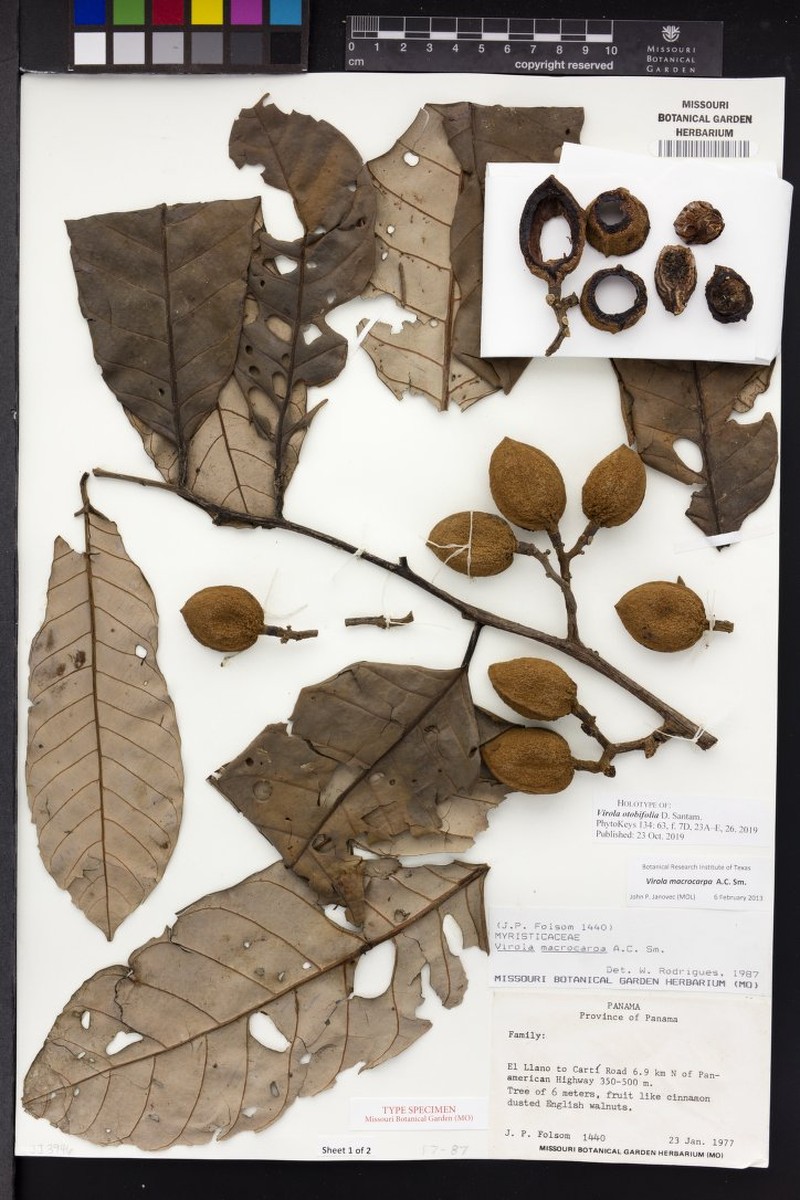 Virola otobifolia photo 2