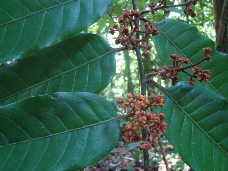 Virola parkeri