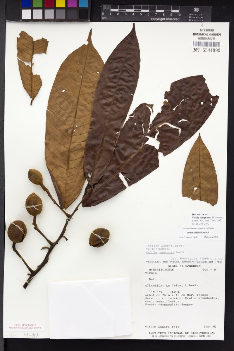 Virola sanguinea