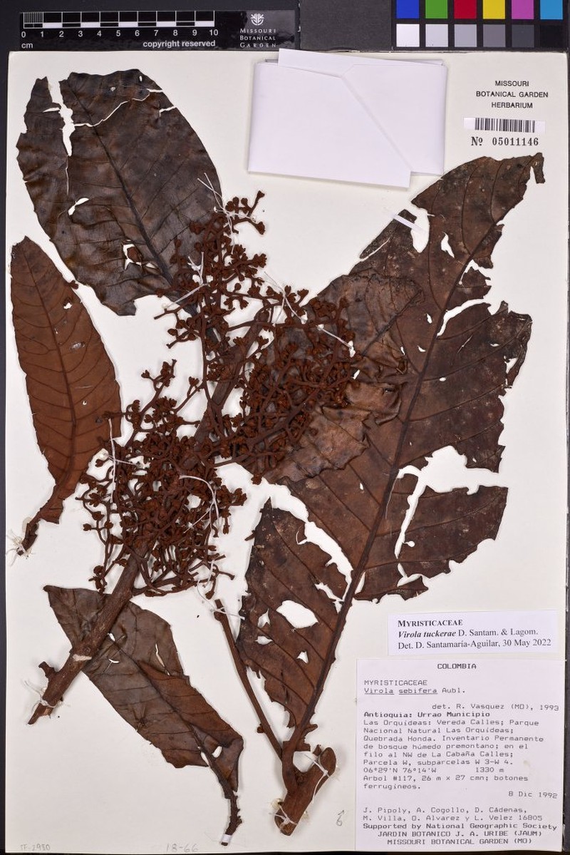 Virola tuckerae
