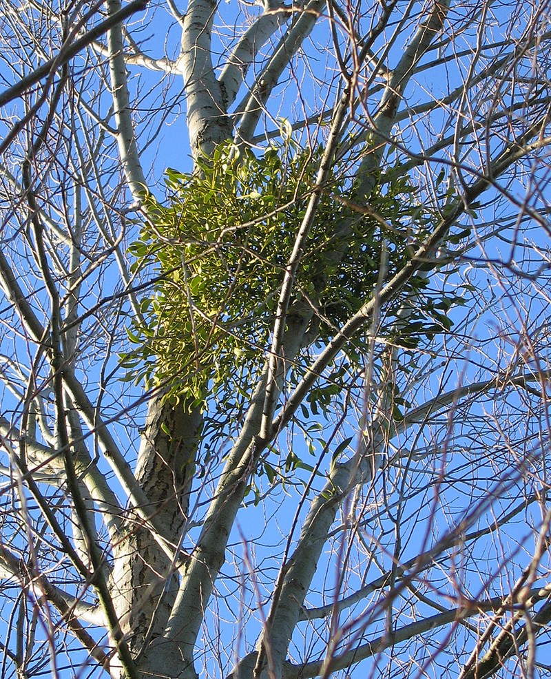 European Mistletoe