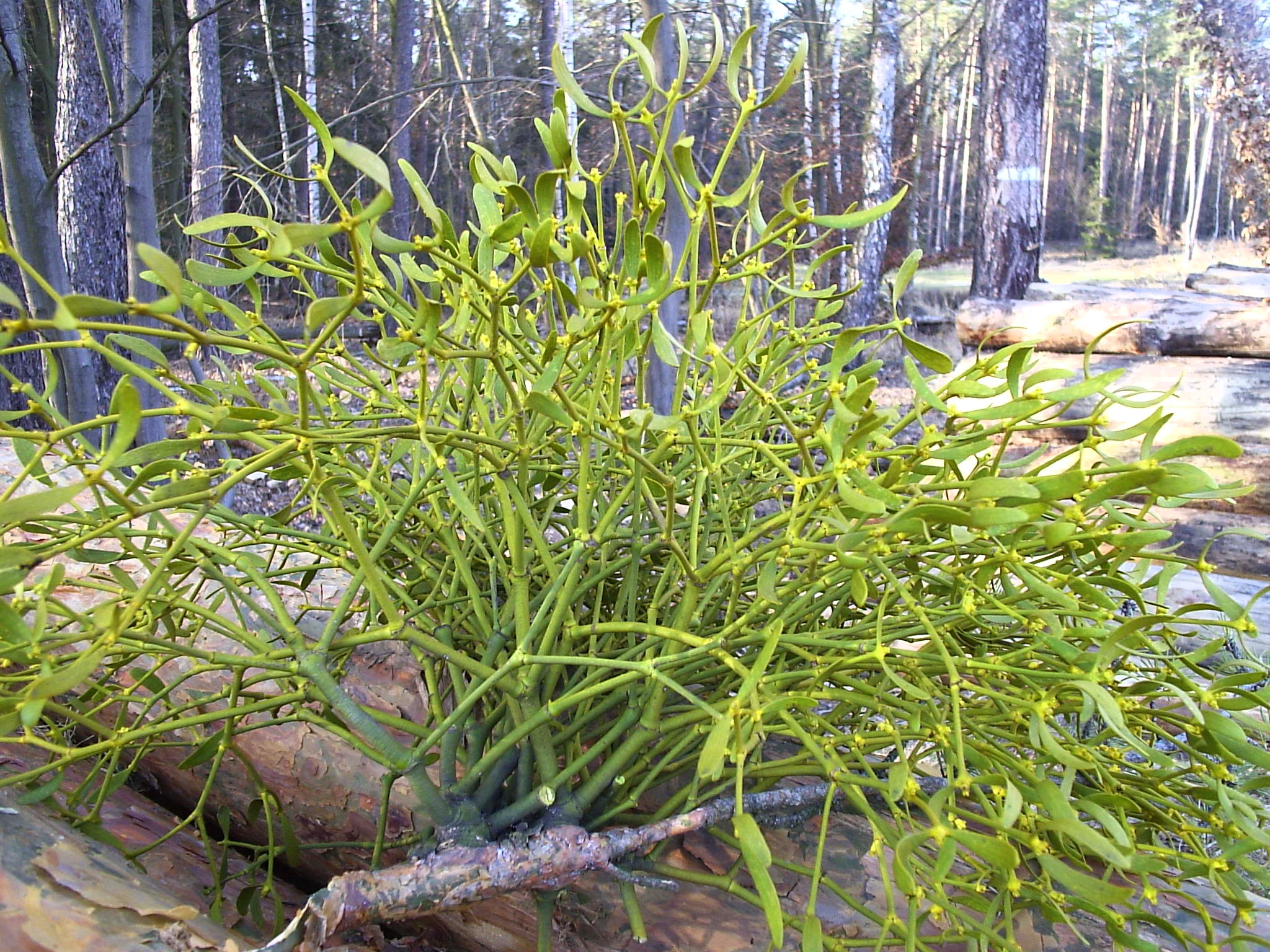 European Mistletoe photo 2
