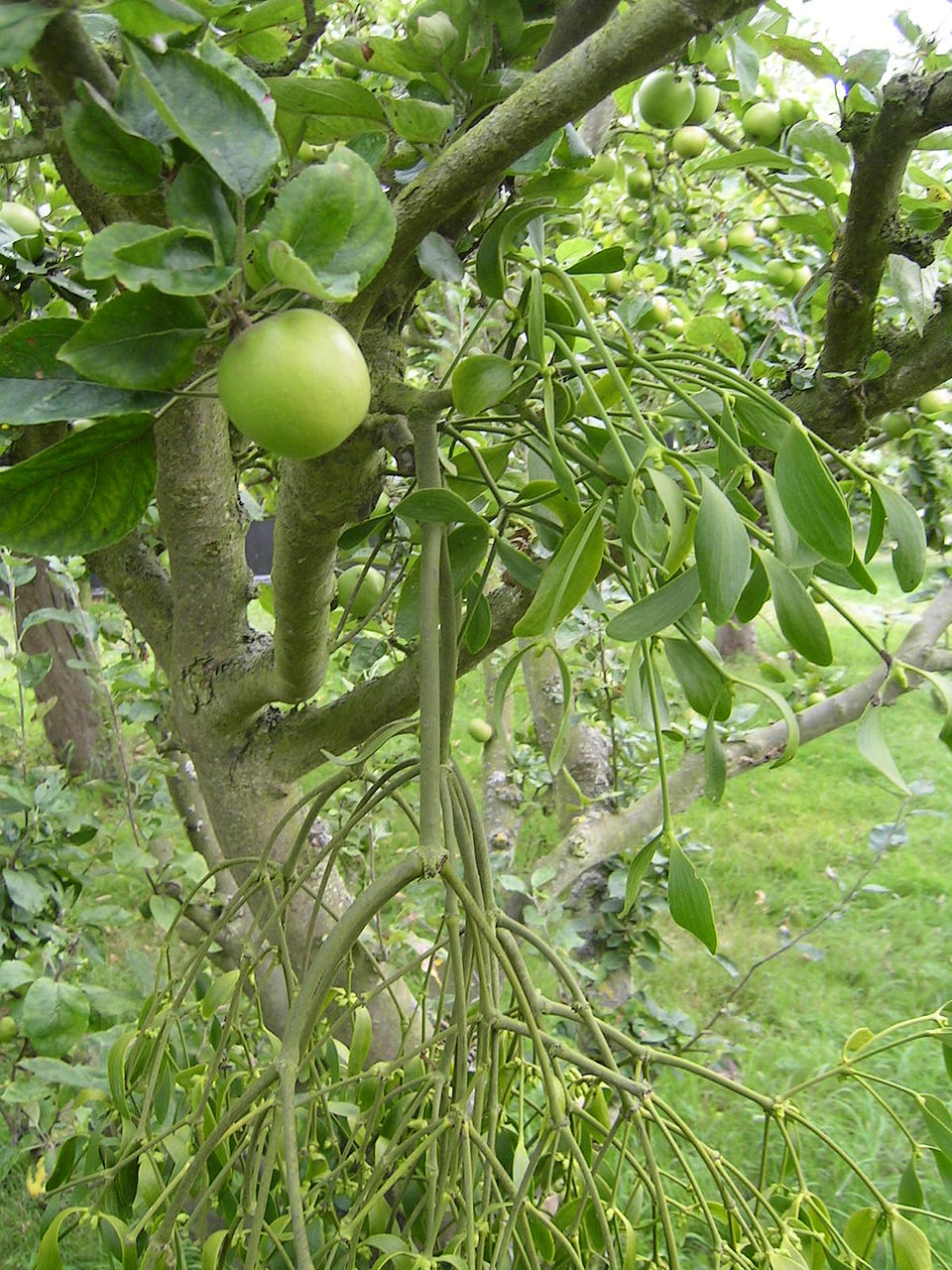European Mistletoe photo 3