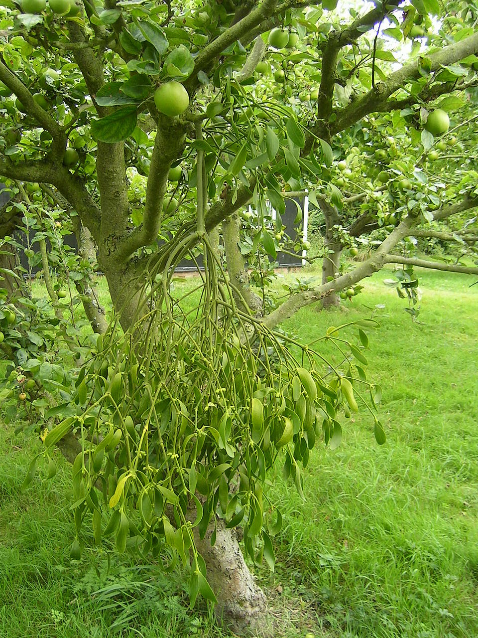 European Mistletoe photo 4