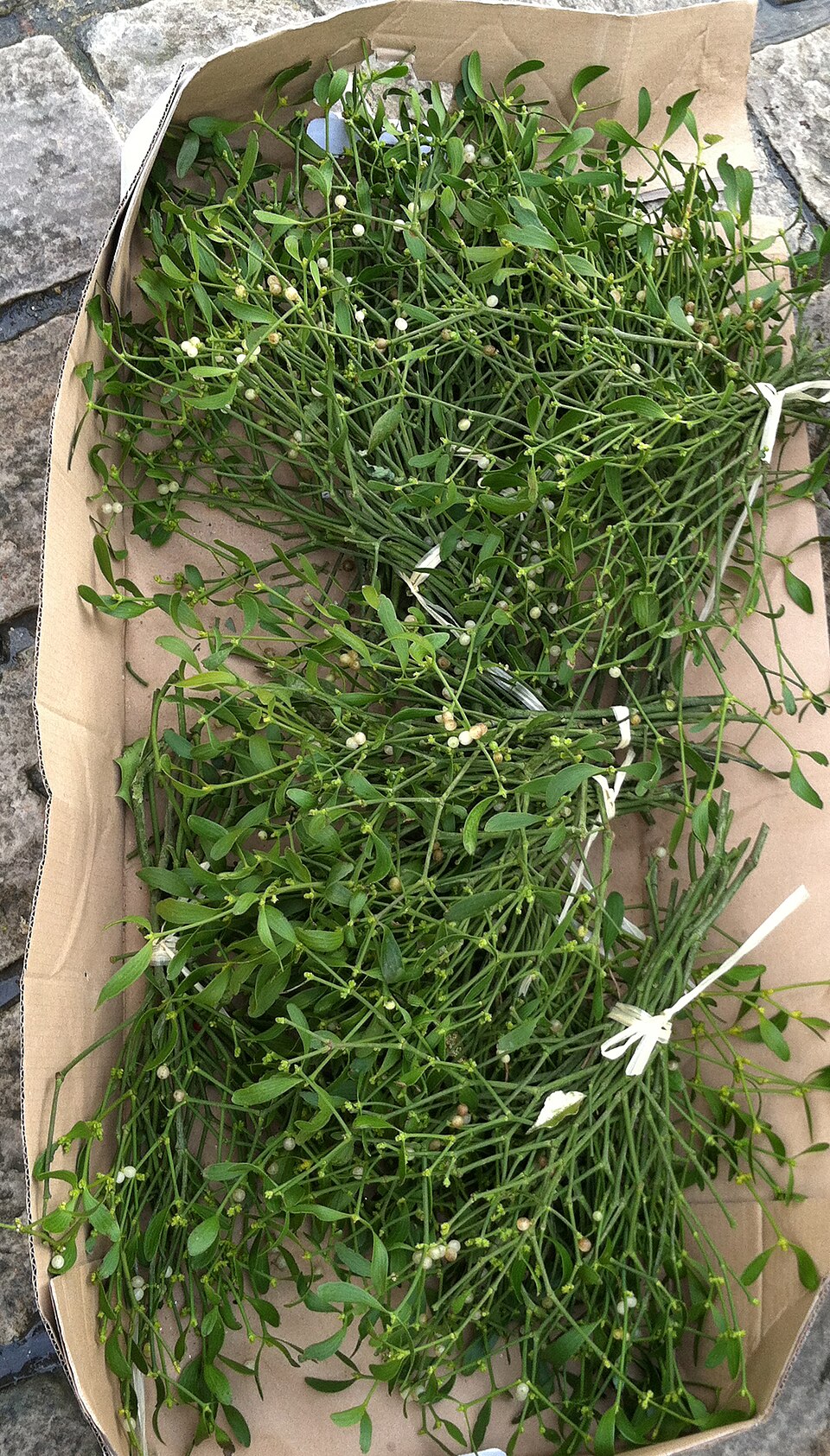 European Mistletoe photo 5