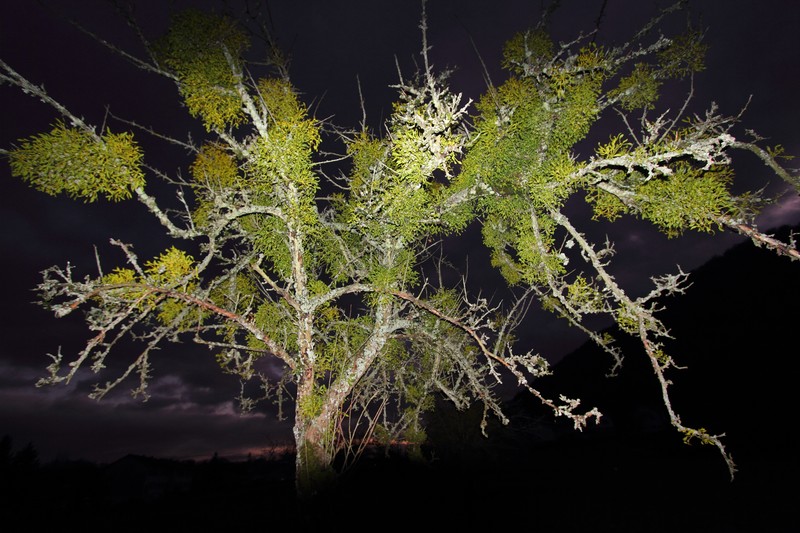 European Mistletoe photo 6