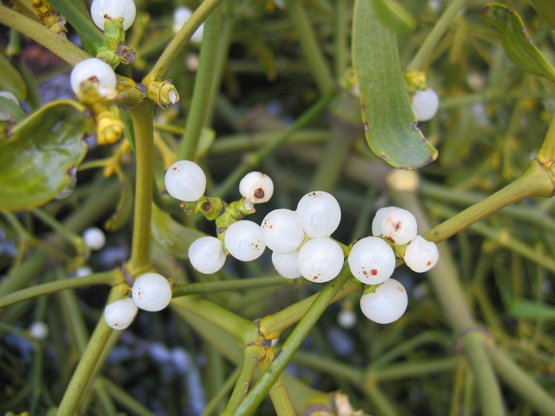 European Mistletoe photo 7