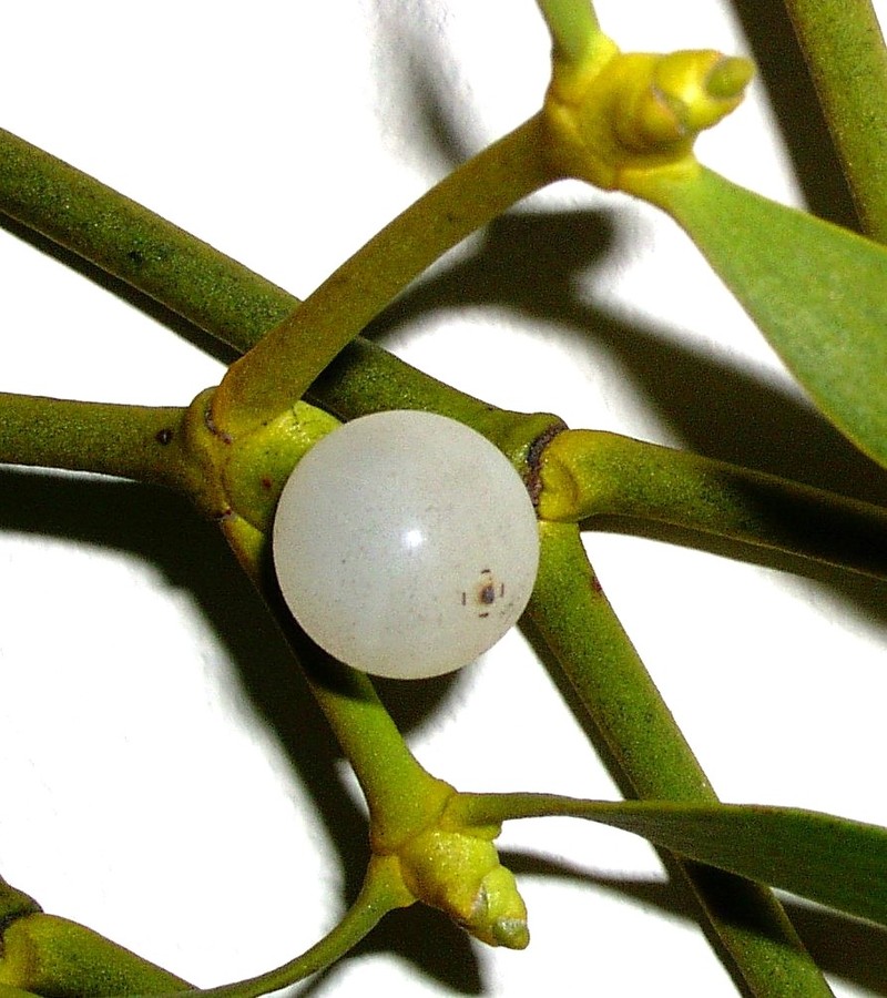 European Mistletoe photo 8