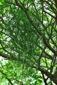 Bertero's Mistletoe